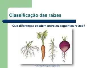 Classificação das raízes
Que diferenças existem entre as seguintes raízes?
Fonte: http://homeguides.sfgate.com/
 