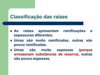Classificação das raízes
 As raízes apresentam ramificações e
espessuras diferentes.
 Umas são muito ramificadas, outras são
pouco ramificadas.
 Umas são muito espessas (porque
armazenam substâncias de reserva), outras
são pouco espessas.
 