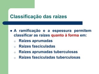Classificação das raízes
 A ramificação e a espessura permitem
classificar as raízes quanto à forma em:
o Raízes aprumadas
o Raízes fasciculadas
o Raízes aprumadas tuberculosas
o Raízes fasciculadas tuberculosas
 