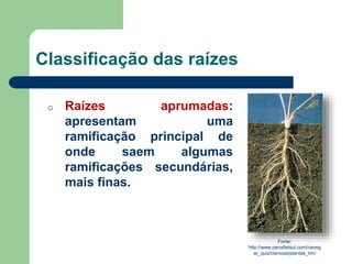 Classificação das raízes
o Raízes aprumadas:
apresentam uma
ramificação principal de
onde saem algumas
ramificações secundárias,
mais finas.
Fonte:
http://www.penafielsul.com/naveg
ar_quiz/ciencias/plantas_lim/
 