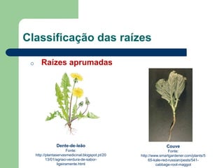 Classificação das raízes
o Raízes aprumadas
Dente-de-leão
Fonte:
http://plantaservasmedicinal.blogspot.pt/20
13/01/agriao-verdura-de-sabor-
ligeiramente.html
Couve
Fonte:
http://www.smartgardener.com/plants/5
65-kale-red-russian/pests/541-
cabbage-root-maggot
 