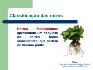 Classificação das raízes
o Raízes fasciculadas:
apresentam um conjunto
de raízes todas
semelhantes, que partem
do mesmo ponto.
Alface
Fonte: http://homeguides.sfgate.com/harvest-
hydroponic-lettuce-roots-45857.html
 