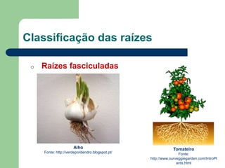 Classificação das raízes
o Raízes fasciculadas
Alho
Fonte: http://verdepordendro.blogspot.pt/
Tomateiro
Fonte:
http://www.ourveggiegarden.com/IntroPl
ants.html
 