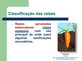 Classificação das raízes
o Raízes aprumadas
tuberculosas: raízes
espessas, com raiz
principal de onde saem
algumas ramificações
secundárias.
Cenoura
Fonte:
http://porchsidegardening.wordpress.com/
2013/07/25/chameleon-carrots/
 