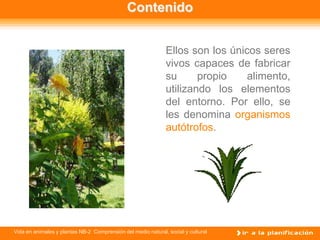 Contenido


                                                              Ellos son los únicos seres
                                                              vivos capaces de fabricar
                                                              su      propio    alimento,
                                                              utilizando los elementos
                                                              del entorno. Por ello, se
                                                              les denomina organismos
                                                              autótrofos.




Vida en animales y plantas NB-2 Comprensión del medio natural, social y cultural
 