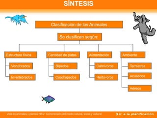 SÍNTESIS


                                     Clasificación de los Animales

                                            Se clasifican según:



Estructura física                  Cantidad de patas                 Alimentación       Ambiente


   Vertebrados                           Bípedos                           Carnívoros       Terrestres


   Invertebrados                         Cuadrúpedos                       Herbívoros       Acuáticos


                                                                                            Aéreos




Vida en animales y plantas NB-2 Comprensión del medio natural, social y cultural
 