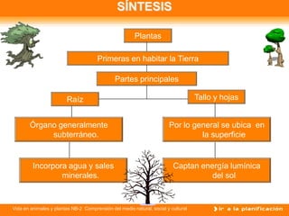 SÍNTESIS

                                                       Plantas

                                      Primeras en habitar la Tierra

                                              Partes principales

                        Raíz                                                       Tallo y hojas


       Órgano generalmente                                             Por lo general se ubica en
            subterráneo.                                                        la superficie


         Incorpora agua y sales                                          Captan energía lumínica
                 minerales.                                                        del sol



Vida en animales y plantas NB-2 Comprensión del medio natural, social y cultural
 