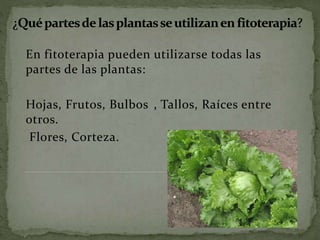 En fitoterapia pueden utilizarse todas las
partes de las plantas:
Hojas, Frutos, Bulbos , Tallos, Raíces entre
otros.
Flores, Corteza.
 