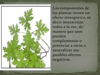 Los componentes de
las plantas tienen un
efecto sinergístico, es
decir interactúan
todos a la vez, de
manera que usos
pueden
complementar o
potenciar a otros o
neutralizar sus
posibles efectos
negativos.
 