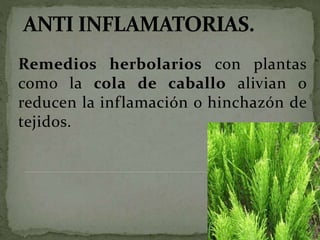 Remedios herbolarios con plantas
como la cola de caballo alivian o
reducen la inflamación o hinchazón de
tejidos.
 