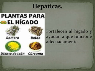 Fortalecen al hígado y
ayudan a que funcione
adecuadamente.
 