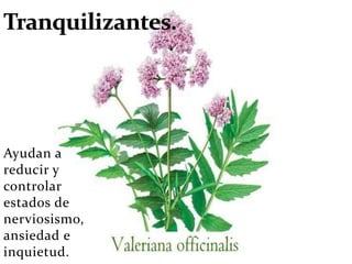 Ayudan a
reducir y
controlar
estados de
nerviosismo,
ansiedad e
inquietud.
 