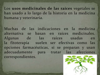 Los usos medicinales de las raíces vegetales se
han usado a lo largo de la historia en la medicina
humana y veterinaria.
Muchas de las indicaciones en la medicina
alternativa se basan en raíces medicinales.
Algunas de las raíces usadas en
la fitoterapia suelen ser efectivas como las
opciones farmacéuticas, si se preparan y usan
adecuadamente para tratar las afecciones
correspondientes.
 
