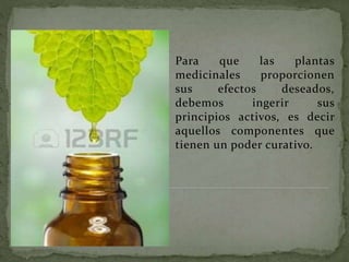 Para que las plantas
medicinales proporcionen
sus efectos deseados,
debemos ingerir sus
principios activos, es decir
aquellos componentes que
tienen un poder curativo.
 