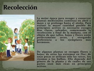 La mejor época para recoger y conservar
plantas medicinales comienza en abril y
mayo y se prolonga hasta el otoño. Para
extraer la mayor cantidad posible de
principios activos es necesario escoger
días claros, soleados, comenzando la
recolección a final de la mañana, con el
objeto de que tallos, hojas y flores estén
perfectamente secos, y otorgando
preferencia a los ejemplares más
hermosos.
De algunas plantas se recogen flores y
hojas; de otras los extremos en flor; de
unas pocas se utilizan sólo las raíces, los
rizomas o los bulbos. Ello depende del
género de la planta y de cuáles de sus
partes sean más ricas en principios
activos.
 