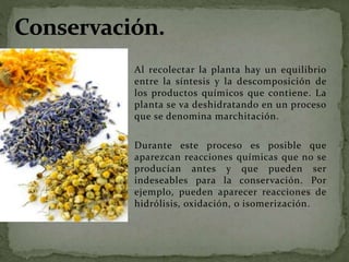 Al recolectar la planta hay un equilibrio
entre la síntesis y la descomposición de
los productos químicos que contiene. La
planta se va deshidratando en un proceso
que se denomina marchitación.
Durante este proceso es posible que
aparezcan reacciones químicas que no se
producían antes y que pueden ser
indeseables para la conservación. Por
ejemplo, pueden aparecer reacciones de
hidrólisis, oxidación, o isomerización.
 