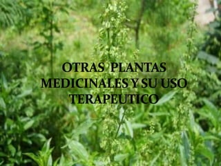 Plantas Salud y Vida