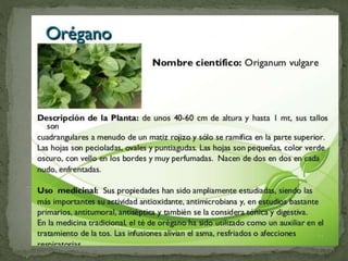 Plantas Salud y Vida