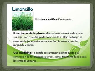Plantas Salud y Vida