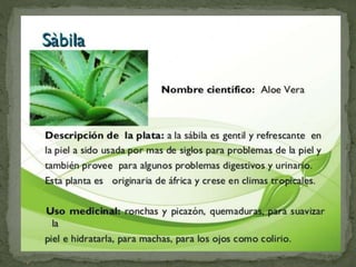 Plantas Salud y Vida