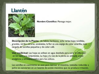 Plantas Salud y Vida