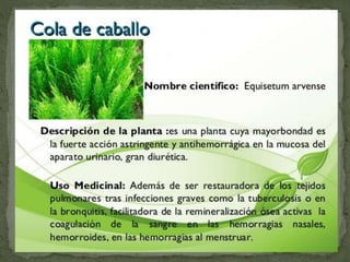 Plantas Salud y Vida
