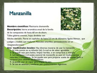 Plantas Salud y Vida