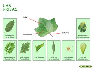 Plantas santillana | PPTX