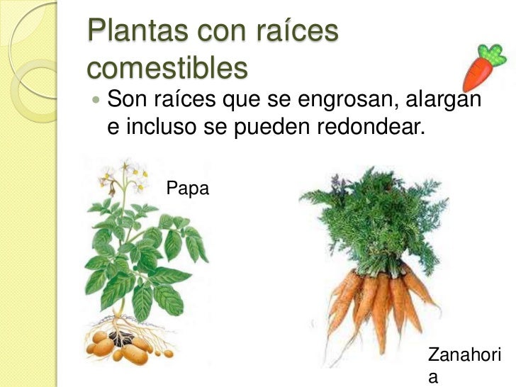 Plantas según su uso 3 Plantas según su uso 3