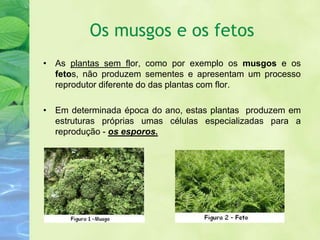 Os musgos e os fetos
• As plantas sem flor, como por exemplo os musgos e os
  fetos, não produzem sementes e apresentam um processo
  reprodutor diferente do das plantas com flor.

• Em determinada época do ano, estas plantas produzem em
  estruturas próprias umas células especializadas para a
  reprodução - os esporos.
 