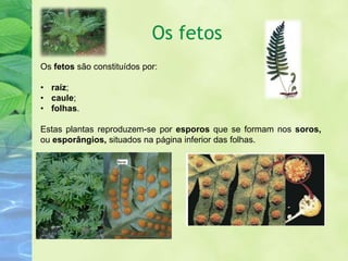 Os fetos
Os fetos são constituídos por:

• raíz;
• caule;
• folhas.

Estas plantas reproduzem-se por esporos que se formam nos soros,
ou esporângios, situados na página inferior das folhas.
 