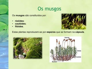 Os musgos
Os musgos são constituídos por:

• rizóides;
• caulóides;
• filóides.

Estas plantas reproduzem-se por esporos que se formam na cápsula.
 