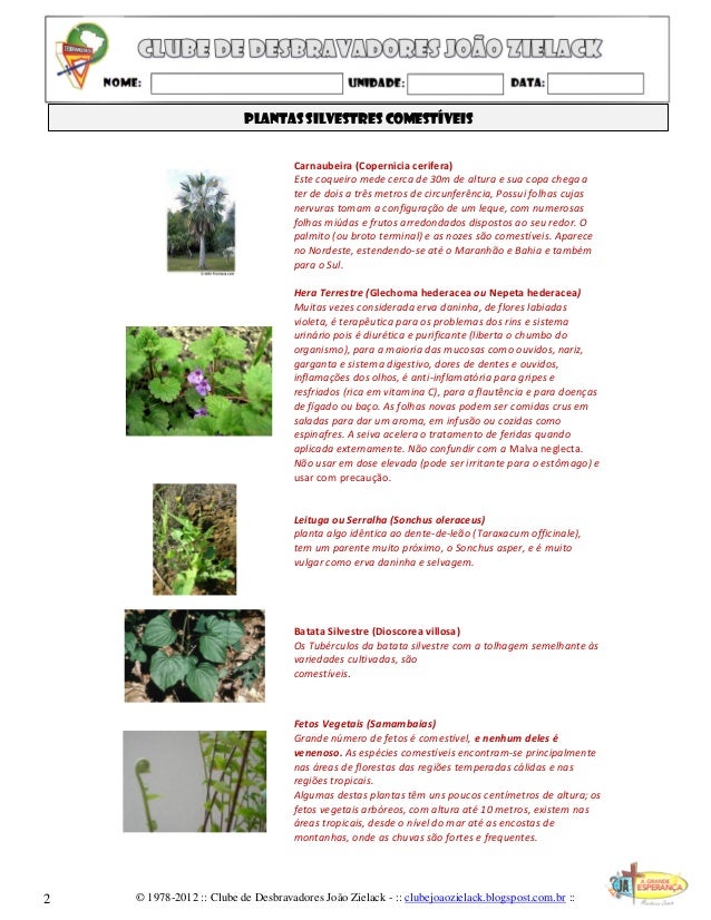 Plantas silvestres comestíveis Plantas silvestres comestíveis
