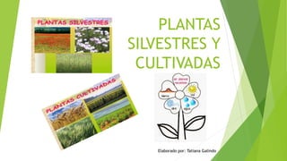 PLANTAS
SILVESTRES Y
CULTIVADAS
Elaborado por: Tatiana Galindo
 