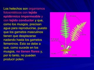 Los helechos son  organismos fotosintéticos con  tejido epidérmico impermeable  y  con  tejido conductor  y que, como los musgos, precisan agua para reproducirse, puesto que los gametos masculinos tienen que desplazarse nadando hasta los gametos femeninos. Esto se debe a que, como sucede en los musgos,  no tienen flores  y, por lo tanto, no pueden producir polen.  