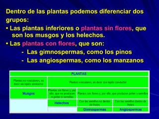Dentro de las plantas podemos diferenciar dos grupos: •  Las plantas inferiores o  plantas sin flores , que son los musgos y los helechos. •  Las  plantas con flores , que son: -  Las gimnospermas, como los pinos -  Las angiospermas, como los manzanos 