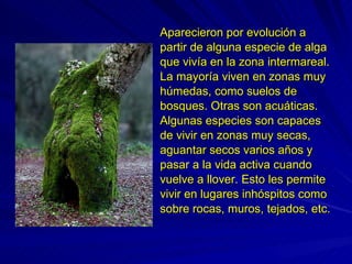 Aparecieron por evolución a partir de alguna especie de alga que vivía en la zona intermareal. La mayoría viven en zonas muy húmedas, como suelos de bosques. Otras son acuáticas. Algunas especies son capaces de vivir en zonas muy secas, aguantar secos varios años y pasar a la vida activa cuando vuelve a llover. Esto les permite vivir en lugares inhóspitos como sobre rocas, muros, tejados, etc. 