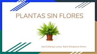 PLANTAS SIN FLORES
José Collanqui Larico, Rocío Vilcapoma Torres
 