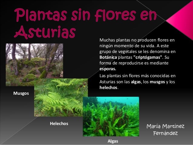 Muchas plantas no producen flores en ningún momento de su vida A Muchas plantas no producen flores en ningún momento de su vida A
