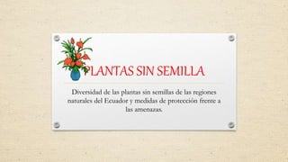 PLANTAS SIN SEMILLA
Diversidad de las plantas sin semillas de las regiones
naturales del Ecuador y medidas de protección frente a
las amenazas.
 