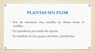 PLANTAS SIN FLOR
• Son de estructura muy sencilla, no tienen frutas ni
semillas.
• Se reproducen por medio de esporas
• Se clasifican en dos grupos, briofitas y pteridofitas
 