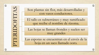 PTERIDOFITAS
Son plantas sin flor, más desarrolladas y
con vasos conductores.
El tallo es subterráneo y muy ramificado
que recibe el nombre de rizoma.
Las hojas se llaman frondes y suelen ser
muy grandes
Las esporas se encuentran en el envés de la
hoja en un saco llamado soro.
 
