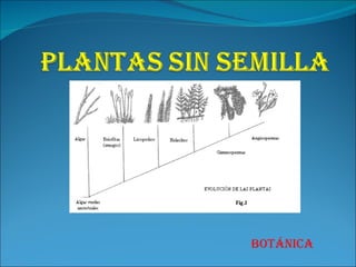 BOTÁNICA 