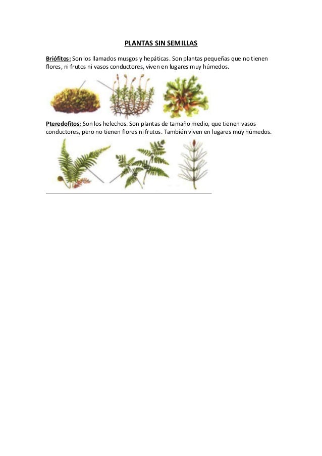 Plantas Sin Semillas