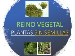 REINO VEGETAL
PLANTAS SIN SEMILLAS
 