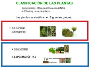 Plantas sin semillas | PPT