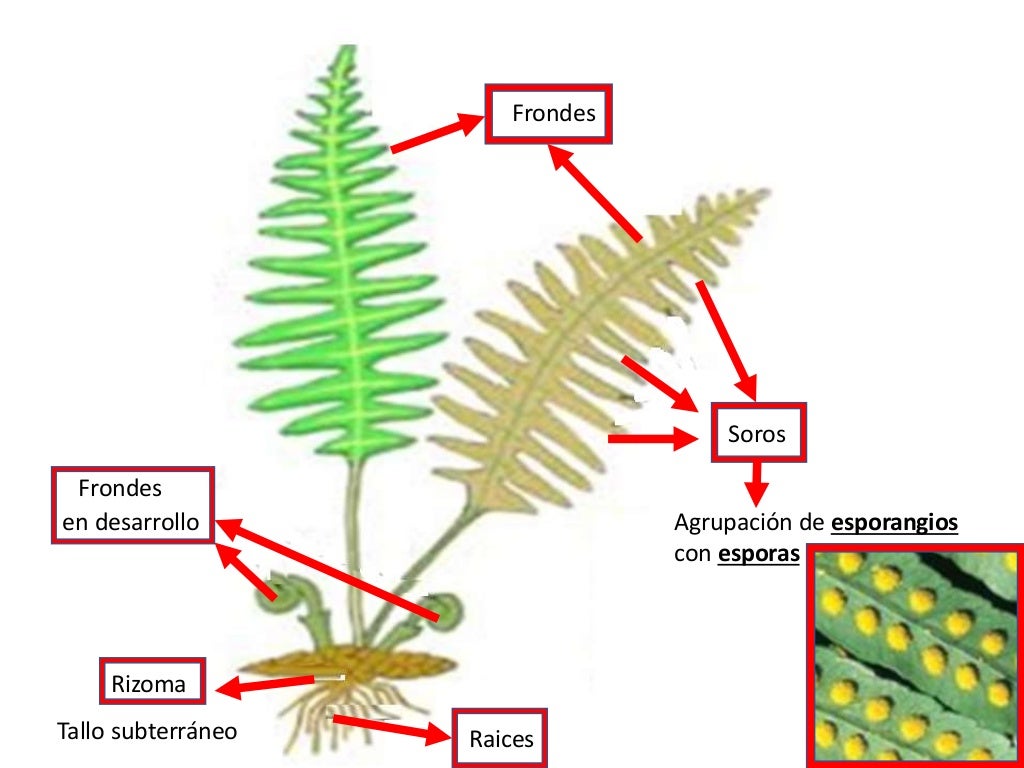 Plantas sin semillas
