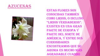Azucenas

Estas flores son
conocidas también
como lirios, o incluso
“lirios verdaderos”.
Existen en una gran
parte de Europa y
parte del Norte de
América, y entre sus
curiosidades
encontramos que su
aroma es mucho más
agradable cuando

 