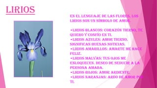 Lirios

En el lenguaje de las flores, los
lirios son un símbolo de amor.
•lirios blancos: corazón tierno, te
quiero y confío en ti.
•lirios azules: amor tierno.
Significan buenas noticias.
•lirios amarillos: amarte me hace
feliz.
•lirios malvas: tus ojos me
enloquecen. Deseo de seducir a la
persona amada.
•lirios rojos: amor ardiente.
•lirios naranjas: ardo de amor por
ti.

 