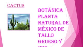 Cactus

Botánica
planta
natural de
México de
tallo
grueso y

 